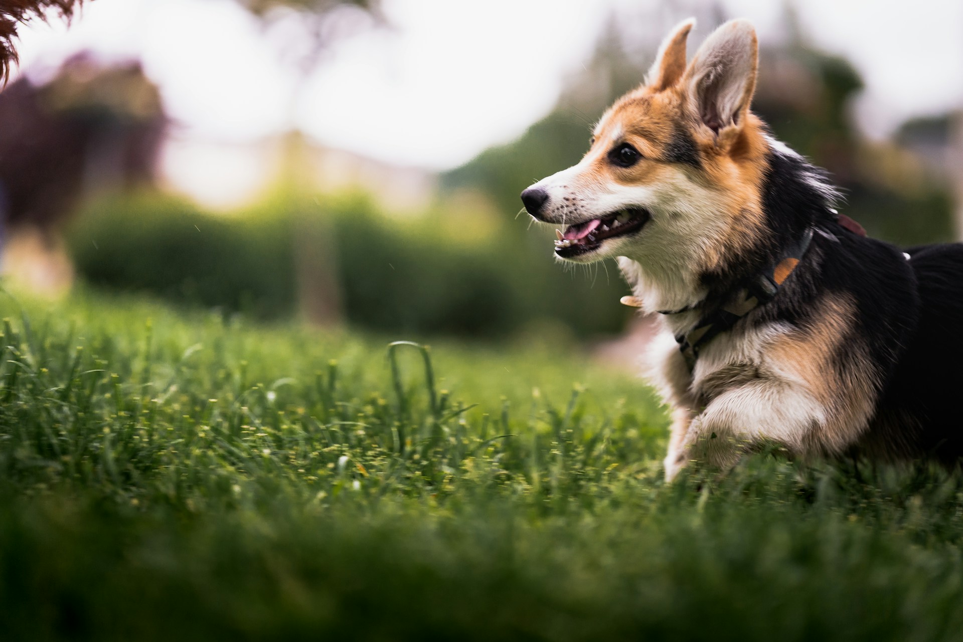 dog